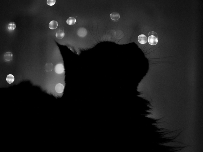 Тень кота