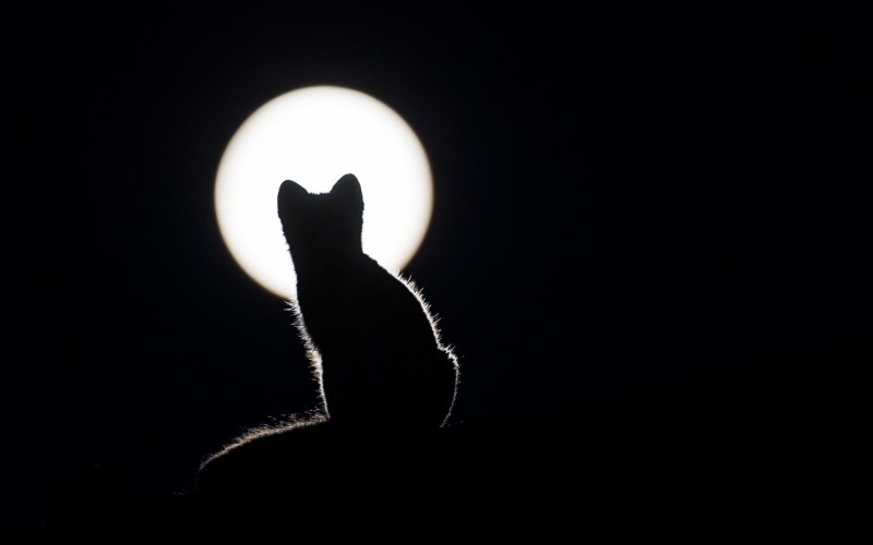 Силуэт кошки