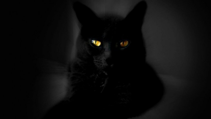 Черная кошка на черном фоне