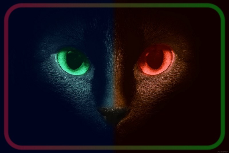 Светящиеся кошки