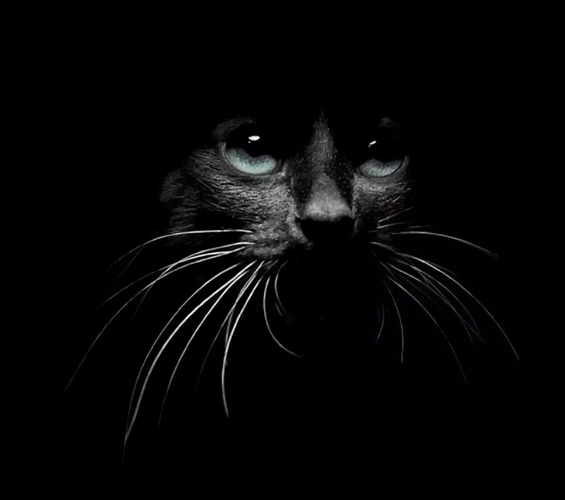 Кот в темноте