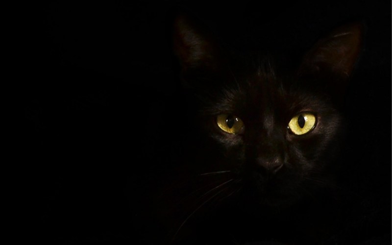 Чёрный кот