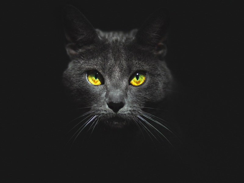 Черная кошка морда