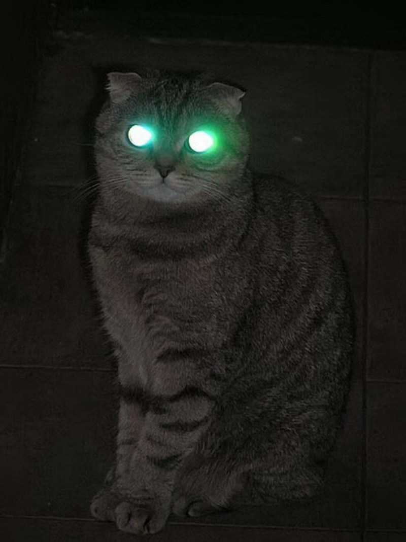 Кот со светящимися глазами