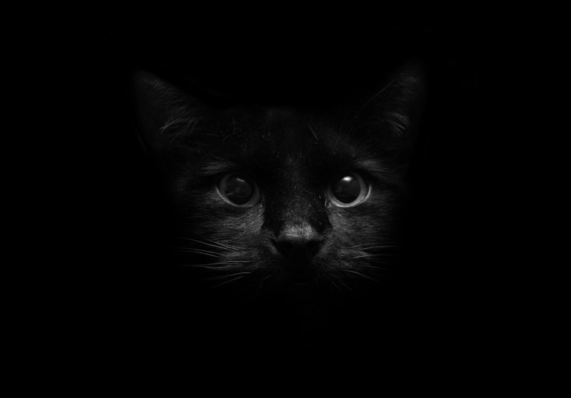Морда черного кота