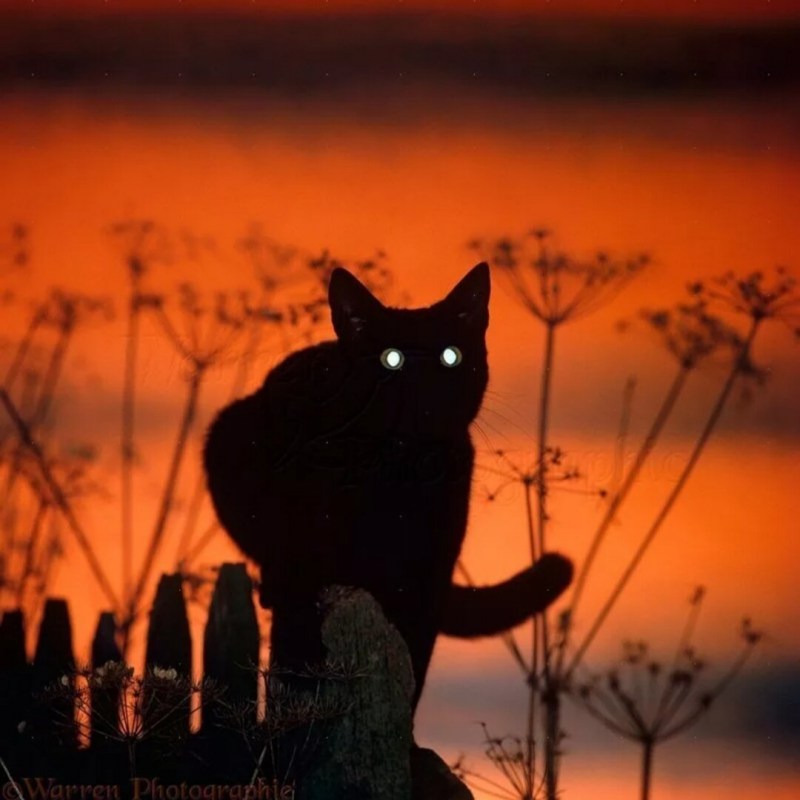 Коты в темноте