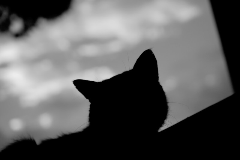 Теневой кот