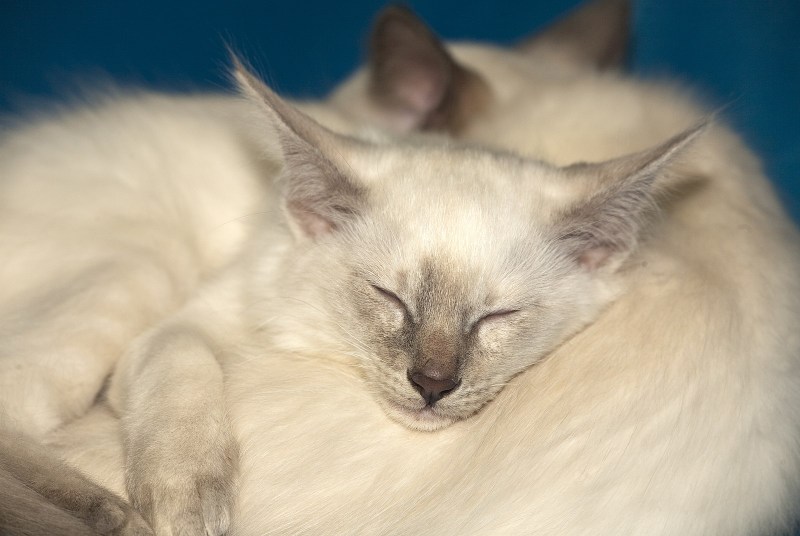 Балинезийская кошка