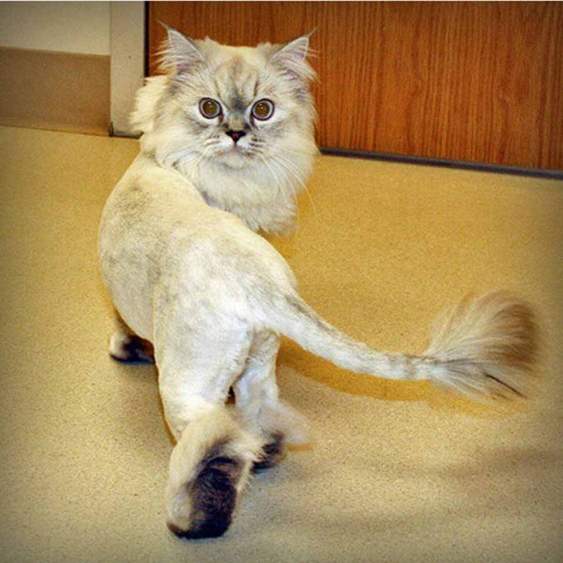 Стрижка кошек