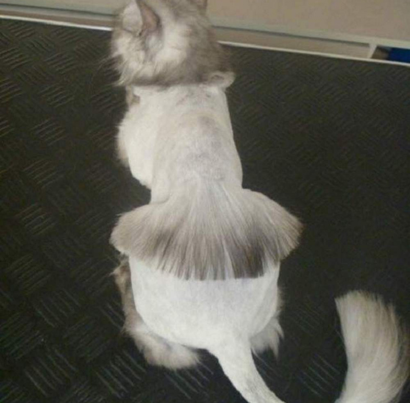 Груминг кошек