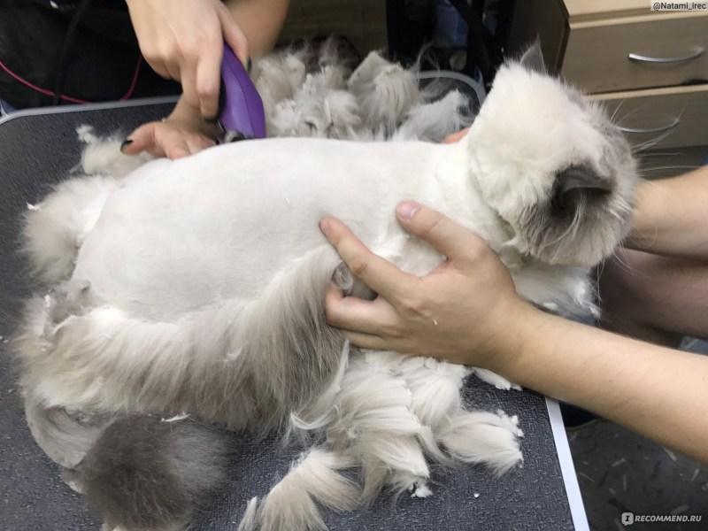 Гигиеническая стрижка кошек