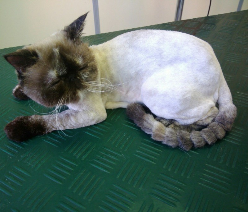 Стрижка Сибирского кота