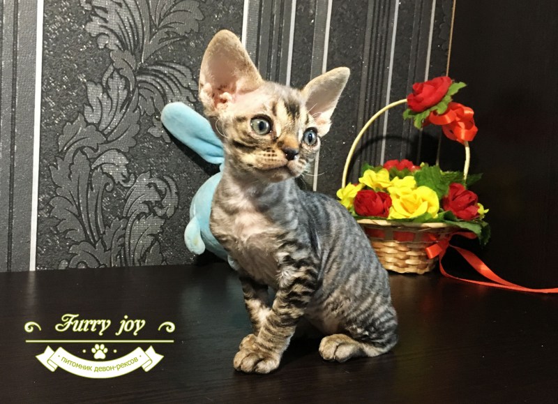 Девон рекс кошка черная