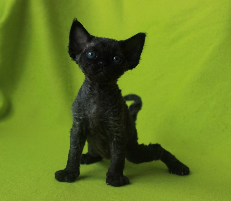 Кот Девон рекс черный