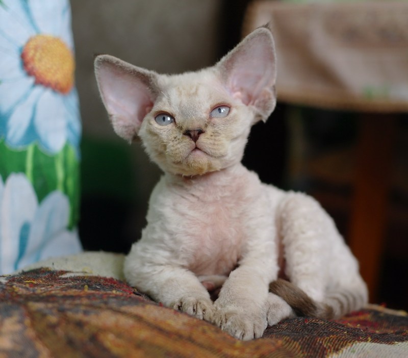 Коты Девон рекс