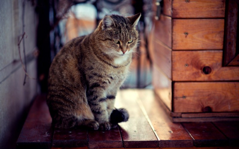 Сидячая кошка