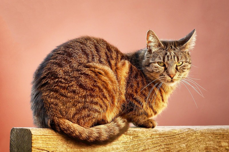 Кот сидит