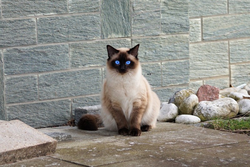 Кот сидит