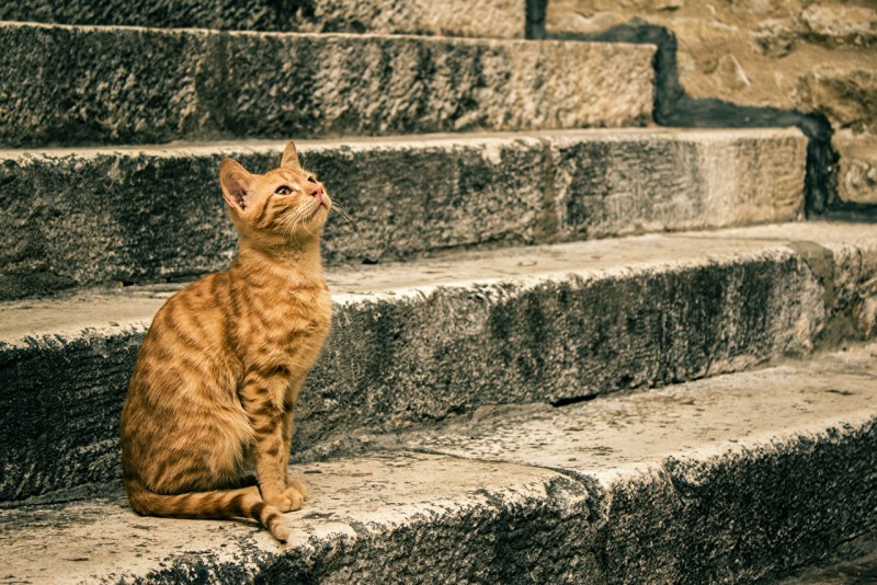 Кошка сидит