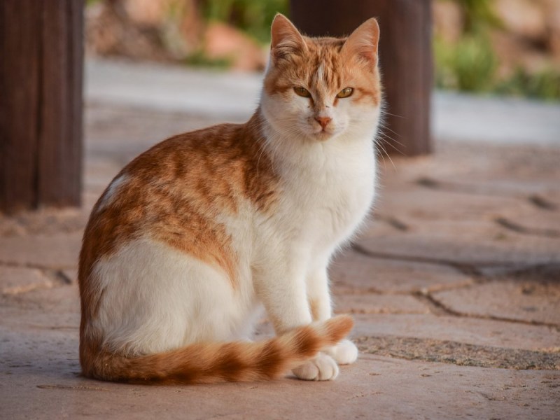 Кошка рыжая с белым