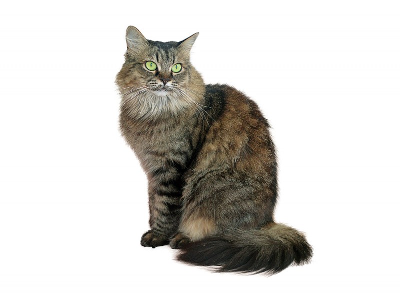 Котик сидит