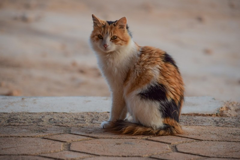 Кошка сидит боком