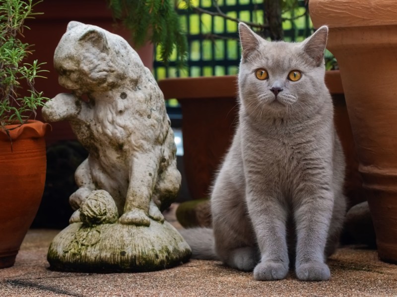 Британский кот сидит