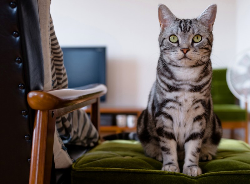 Кот сидит