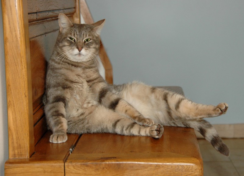 Сидячий кот