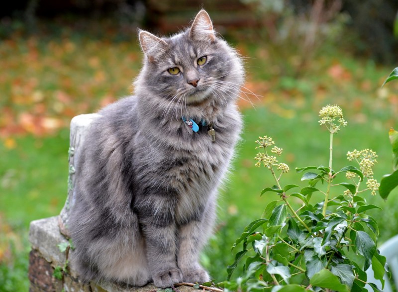 Норвежская Лесная кошка дымчатая