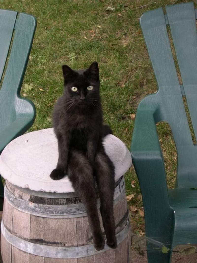 Кот сидит