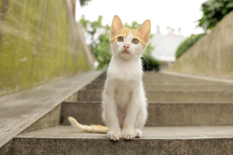 Котенок сидит