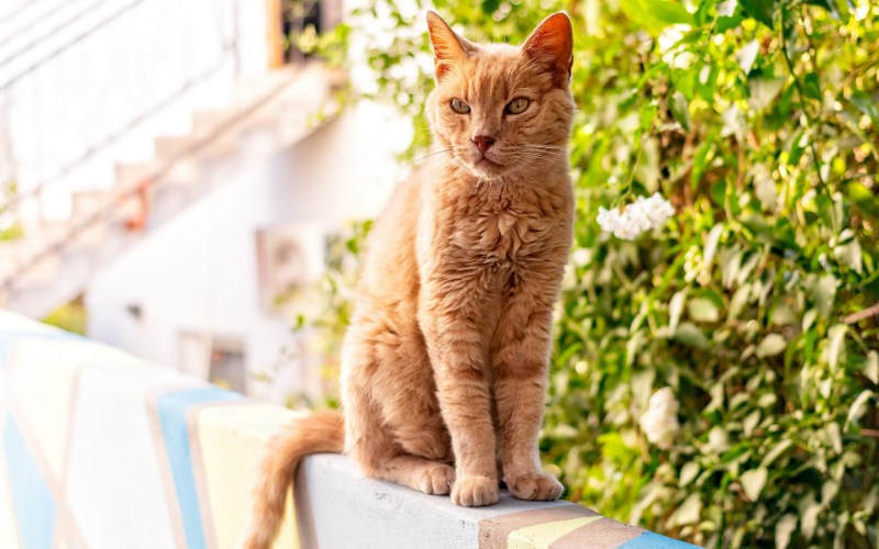 Сидячий кот