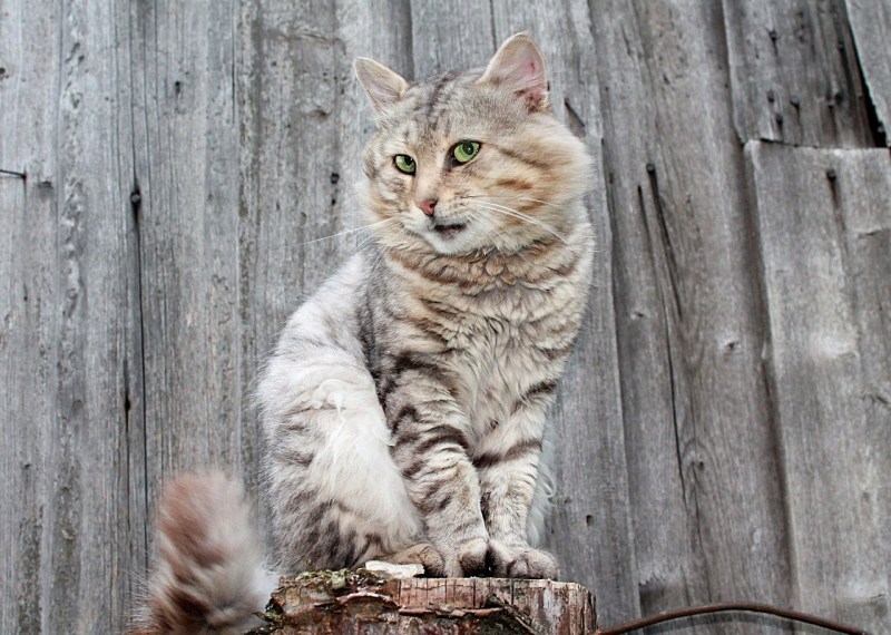 На кортах сидит