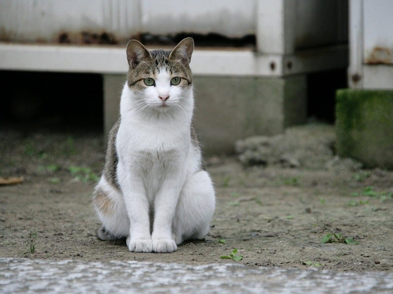 Кошка сидит