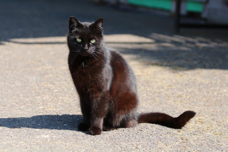 Кошка сидит