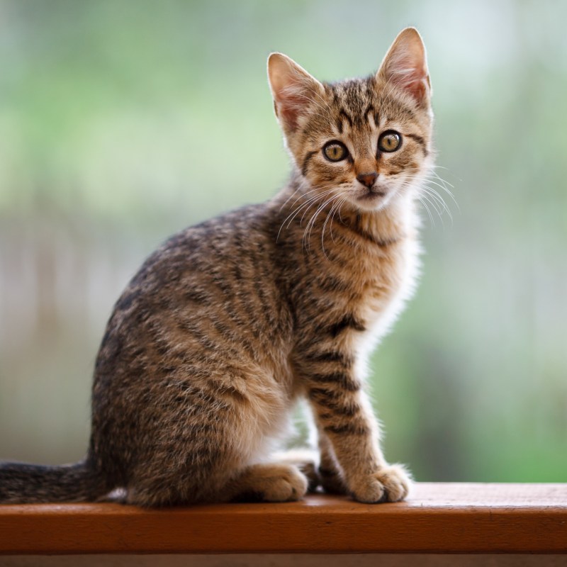 Котенок сидит