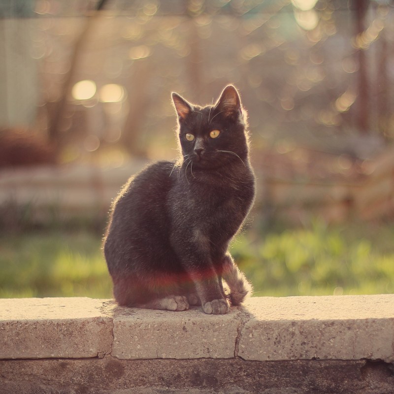 Котик сидит грустит