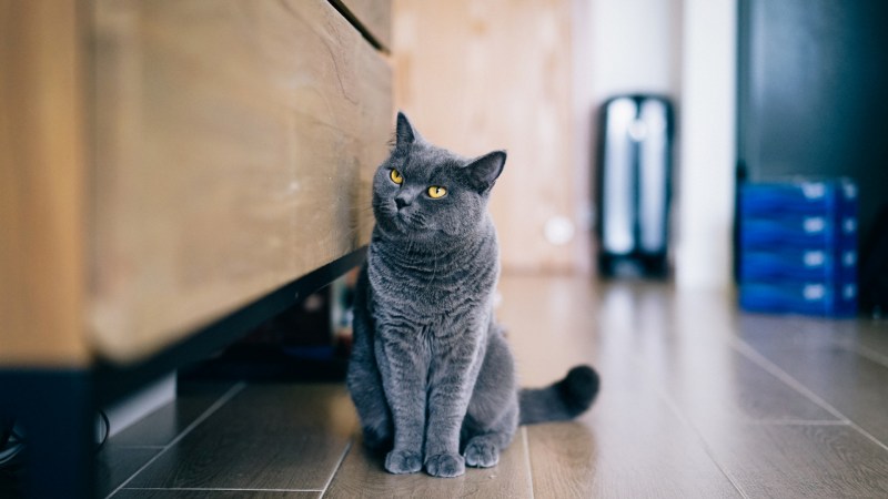 Британская кошка