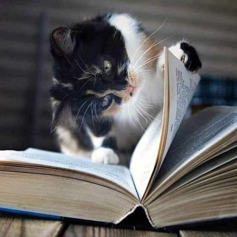 Кот ученый
