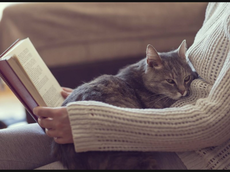 Книги про кошек