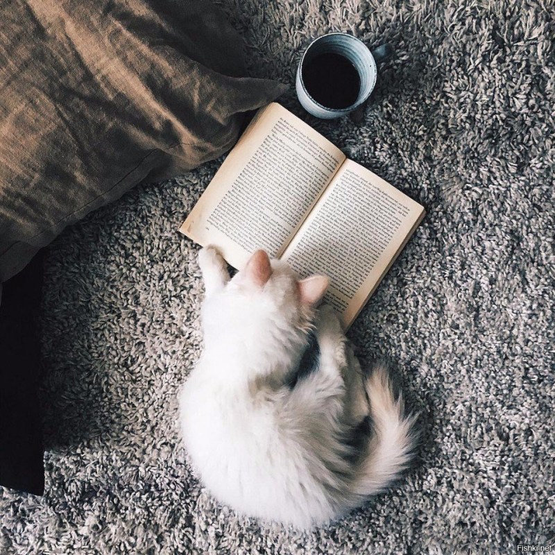 Котик с книжкой