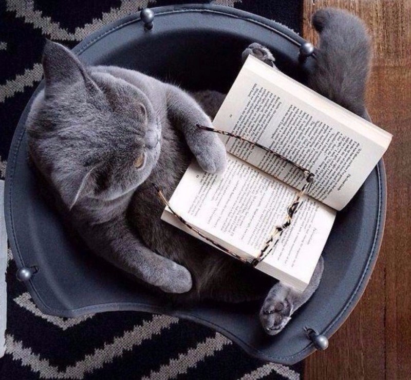 Кот с книгой