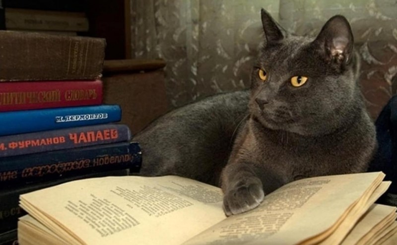 Кошка ученый