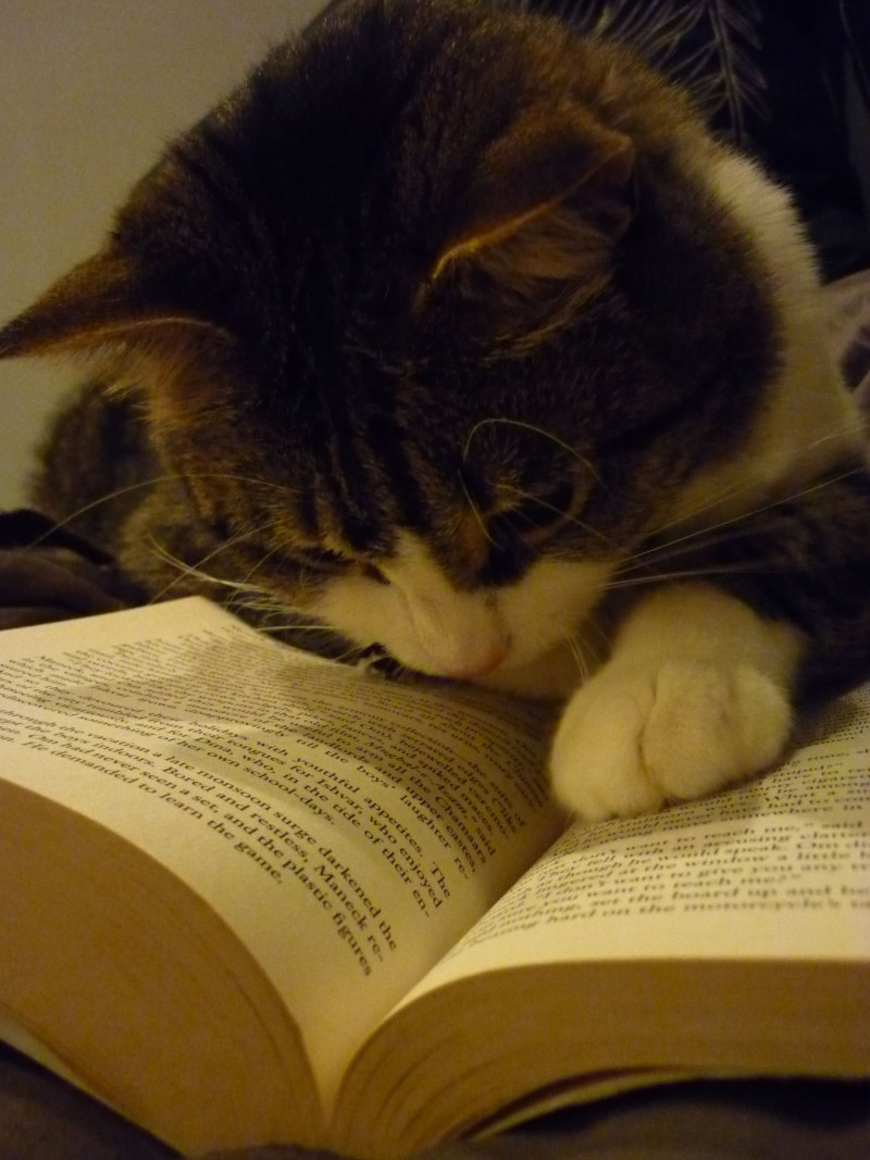 Книги про кошек