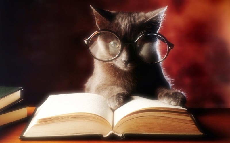 Кот в очках и с книжкой