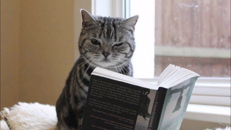 Котик читает книгу