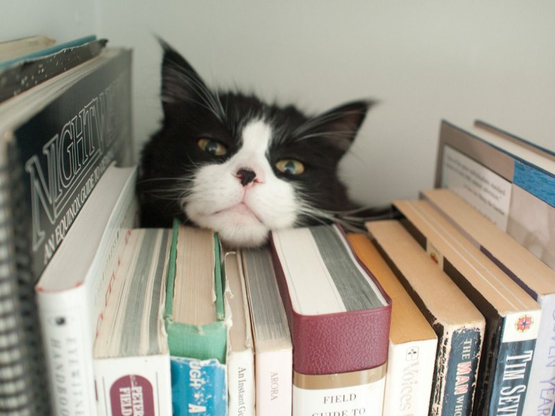 Книги про кошек