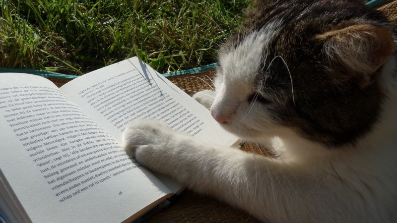 Кот с книжкой