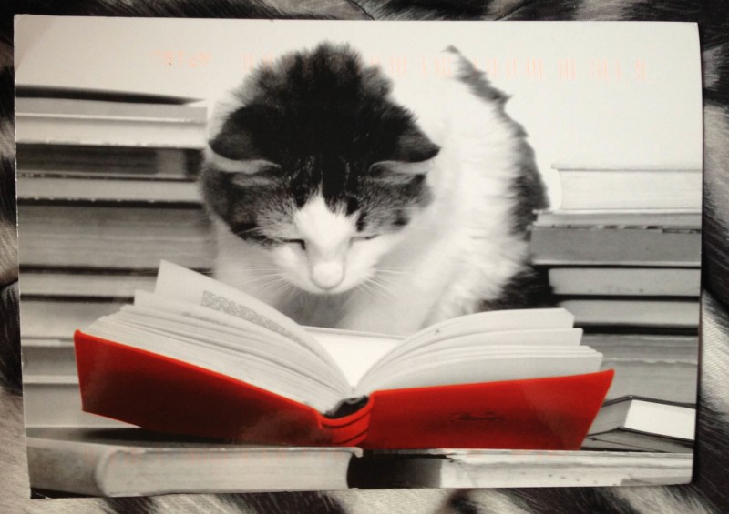 Котик с книгой gif